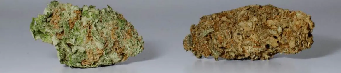Links eine frische Cannabis Blüte - rechts eine alte Cannabis Blüte