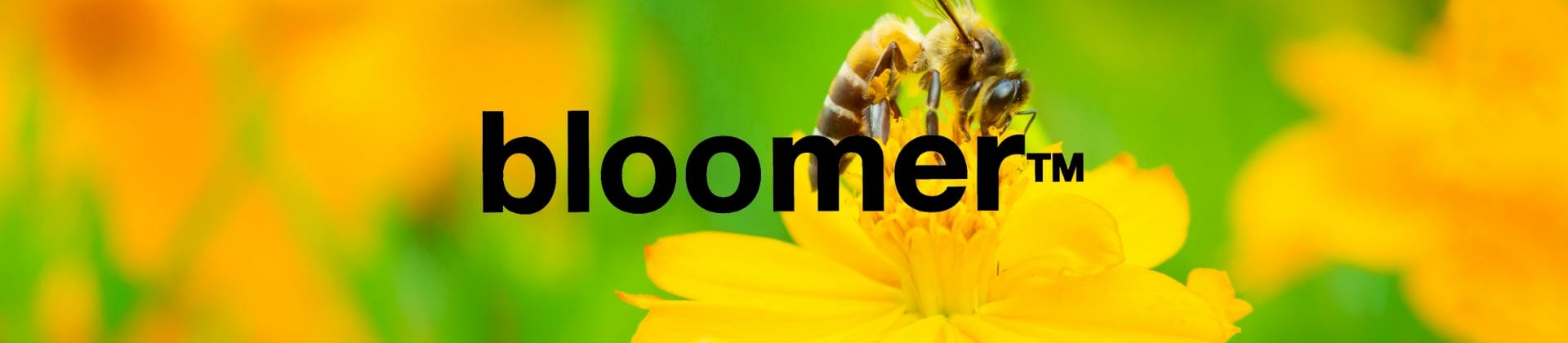 Entdecke bloomer Filtertips aus den USA: Wie du beim Rauchen die Umwelt schonst und Bienen unterstützt