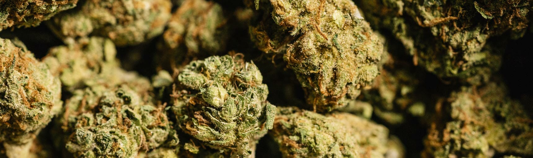 So erkennst du gutes Cannabis: Der ultimative Leitfaden zur Qualitätsbestimmung