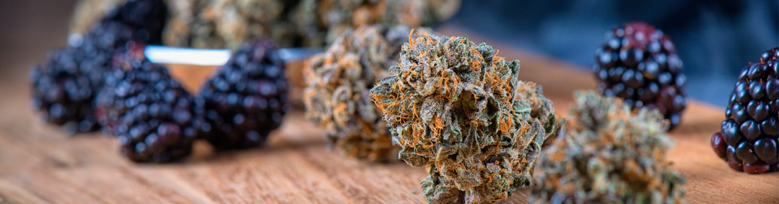 Cannabis Terpene sind für das Aroma und die Wirkung deiner Cannabis Blüten verantwortlich. Wie genau dies funktioniert erfährst du in diesem Artikel!