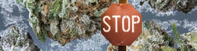 Cannabis einfrieren: Gute Idee oder Risiko für Qualität und Potenz?