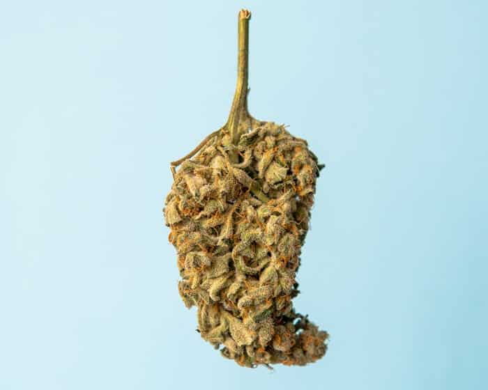 Cannabis zu trocken? Kein Problem mit diesen Tipps